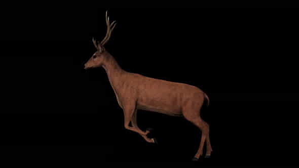 4K Deer Run - VideoHive 23719478