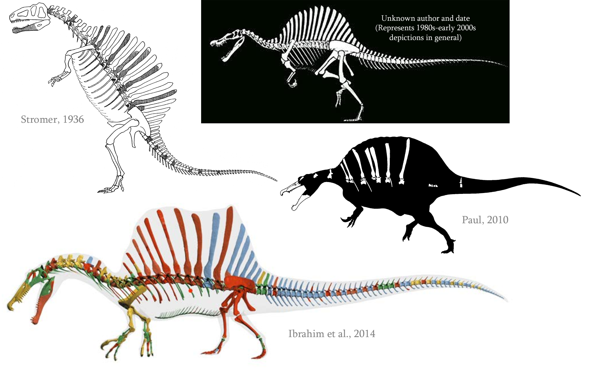 spinosaurus tail fin