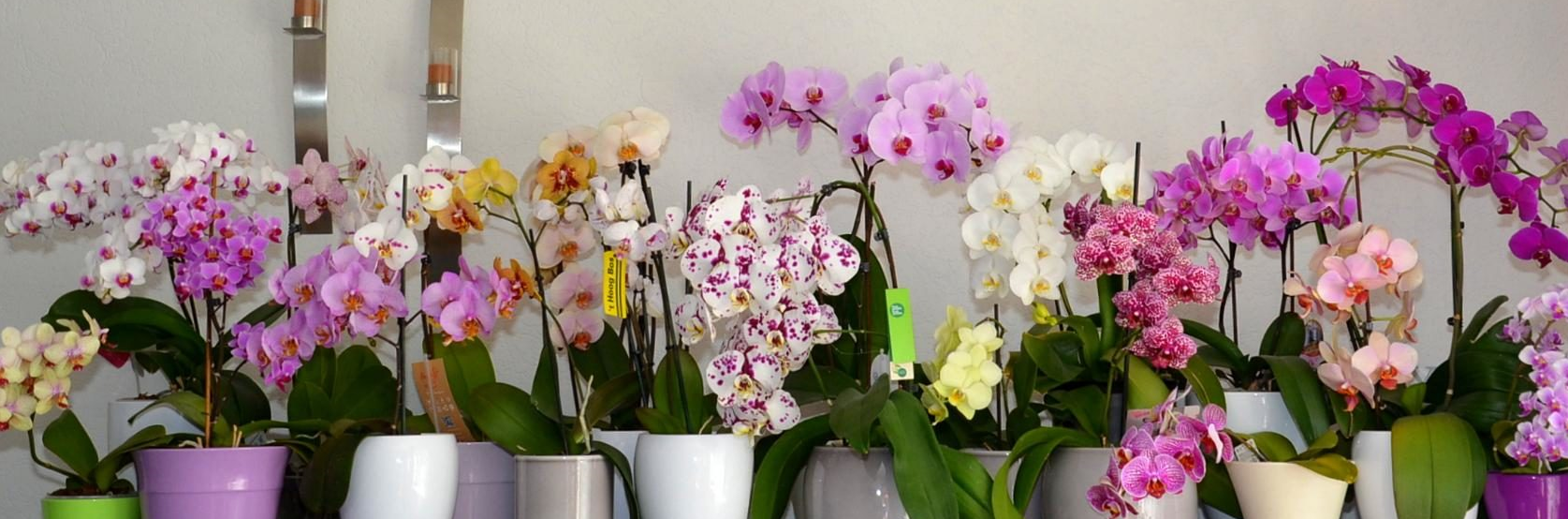 Что делать, если сломался цветонос орхидеи