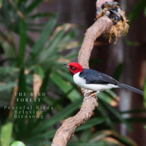 Peaceful Birds Relaxing Birdsong - The Bird Forest - 2021