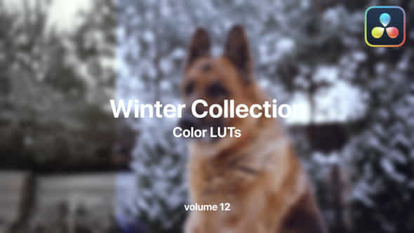 Winter Luts Collection Vol 12 - VideoHive 49984117