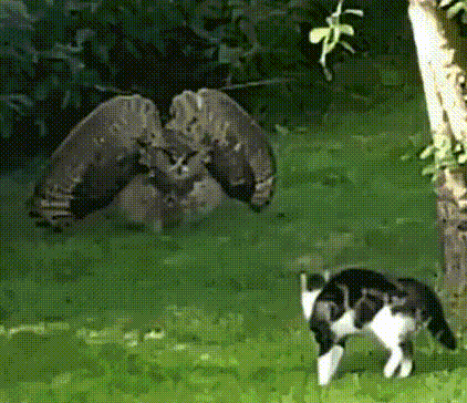 ANIMALS GIFS AND PICS 24 8HBfEf0z_o