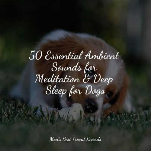 Dog Music - 50 Essential Ambient Sounds for Meditation & Deep Sleep for Dogs - 2022