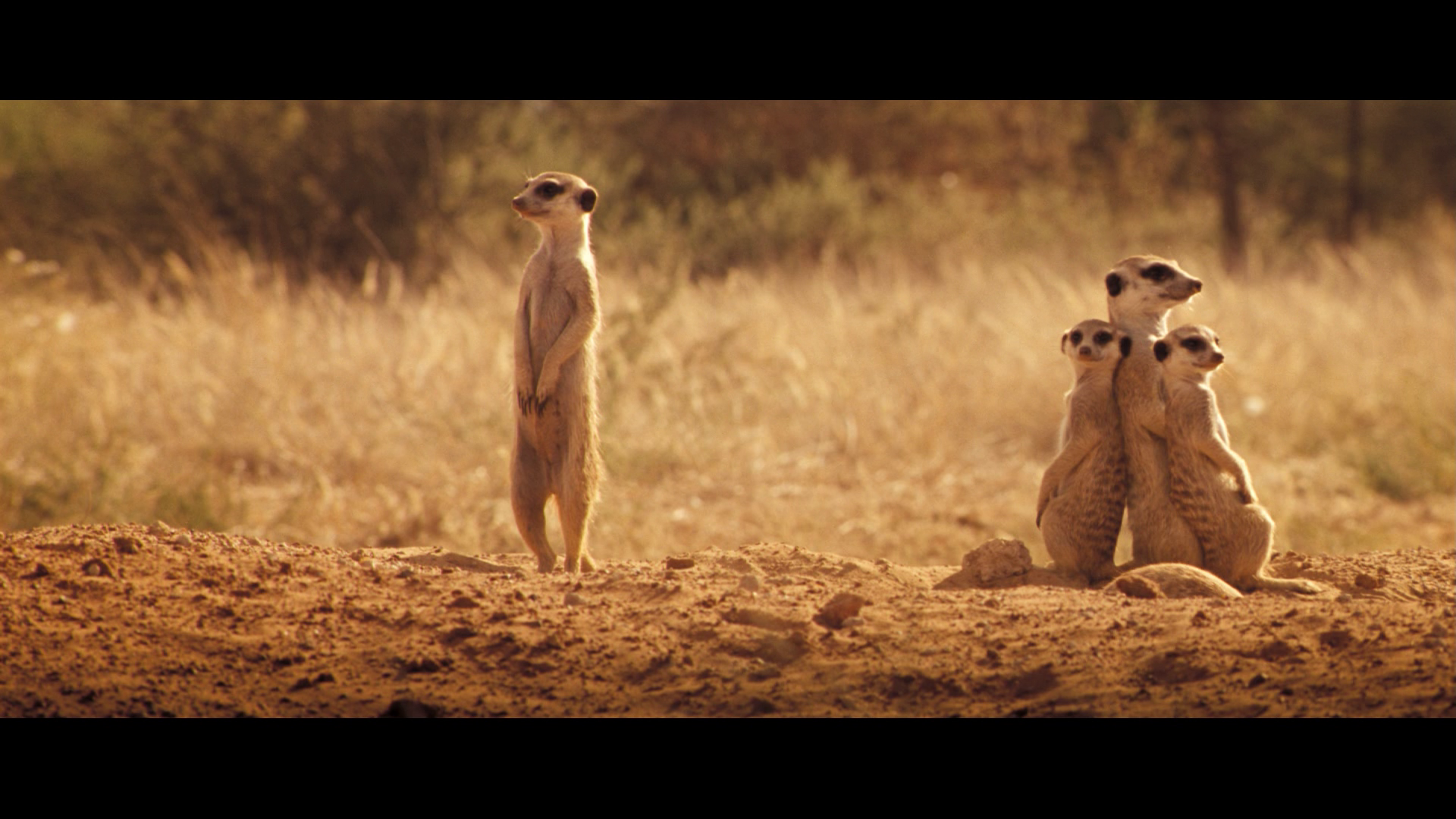 Сурикаты the Meerkats, 2008