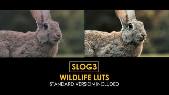 Slog3 Wildlife And Standard Color Luts - VideoHive 48790004