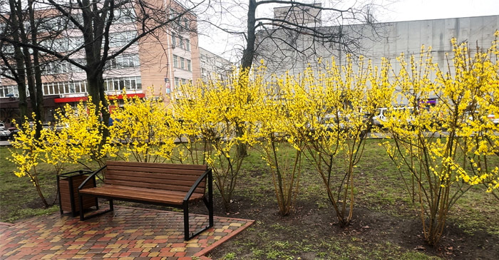 Сотні форзицій у Чернігові зацвіли раніше Сотні форзицій у Чернігові зацвіли раніше