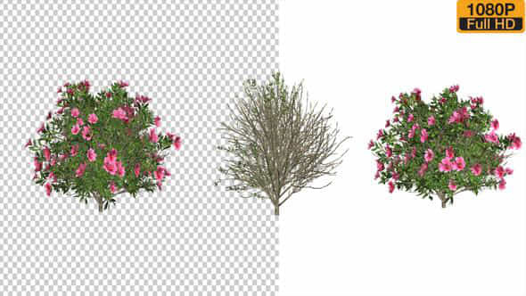 Azalea Flower Growing - VideoHive 24146322