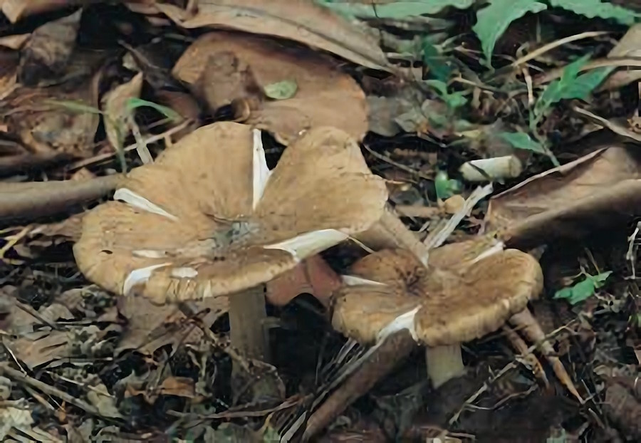 Termitomyces albuminosus