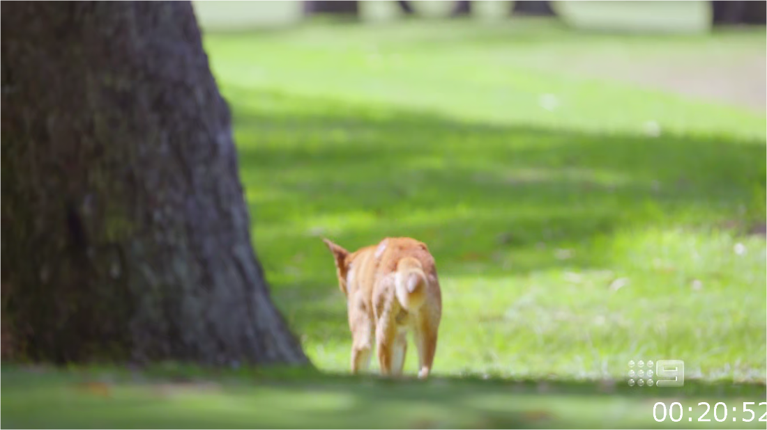 Taronga Whos Who In The Zoo S04E08 [1080p] (x265) S2acMXyq_o