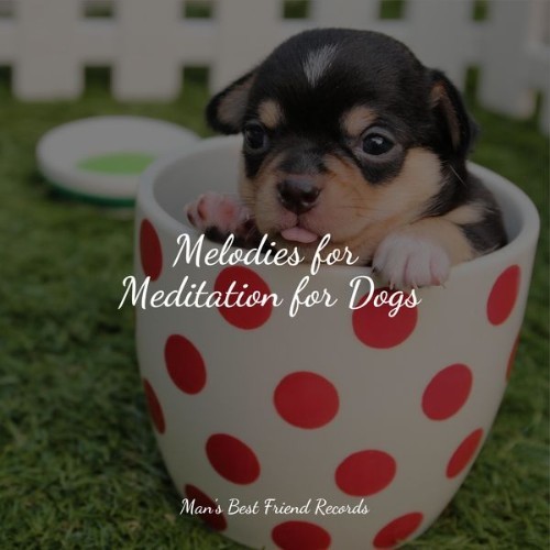 Relaxing Music for Dogs - Melodies for Meditation for Dogs - 2022