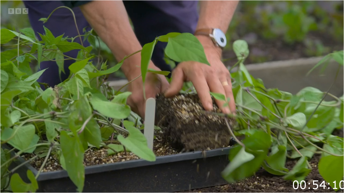 Gardeners' World S57E25 (2024) [720p] V4yzTKVN_o