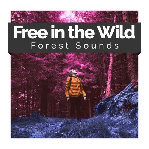 Forest Sounds - Free in the Wild - 2019