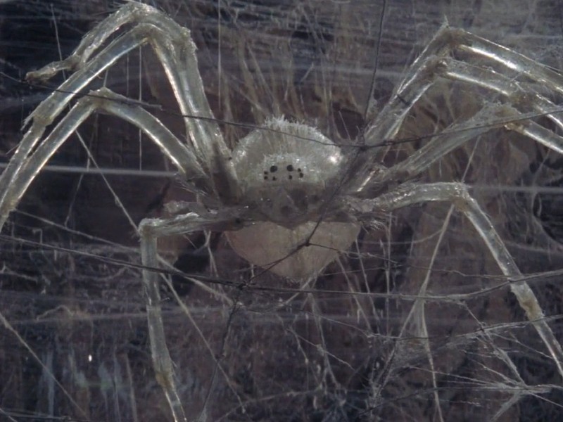 Crystal Spider