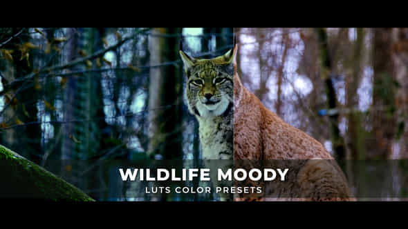Wildlife Moody Luts - VideoHive 43542703