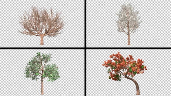 Four Season Tree Pack - VideoHive 23260793