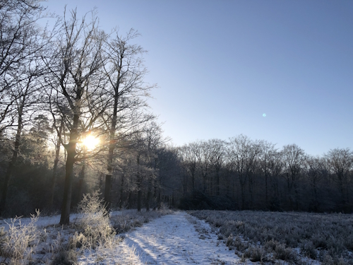 winter landscape