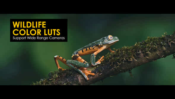 Wildlife LUTs - VideoHive 40472642
