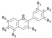 Antociani