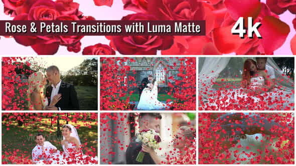 Rose and Petals Transition with - VideoHive 22375322