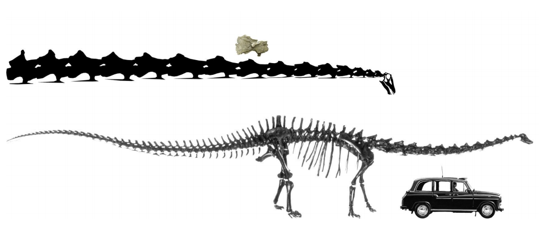 Camarasaurus lentus by SpinoInWonderland on DeviantArt