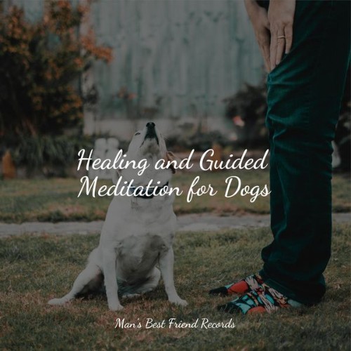 Jazz Music Therapy for Dogs - Healing and Guided Meditation for Dogs - 2022