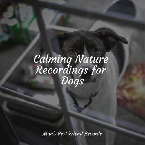 Calming Music for Dogs - Calming Nature Recordings for Dogs - 2022