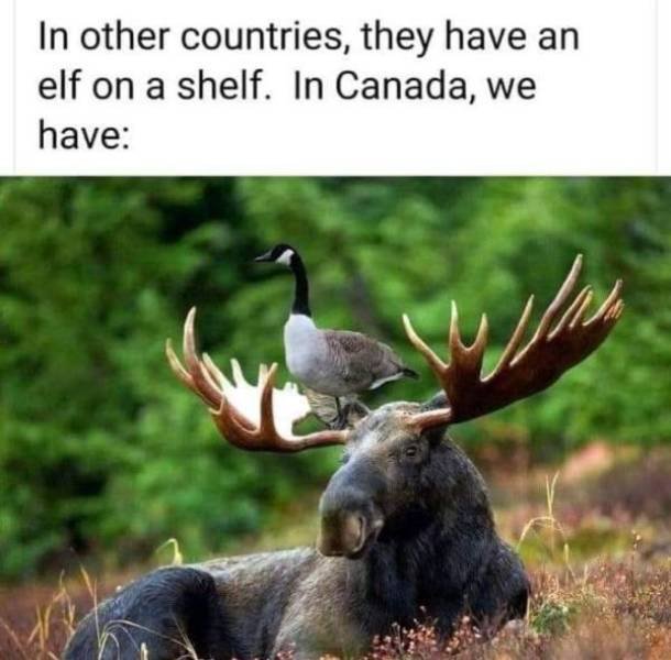 ONLY IN CANADA 8qBmyLft_o