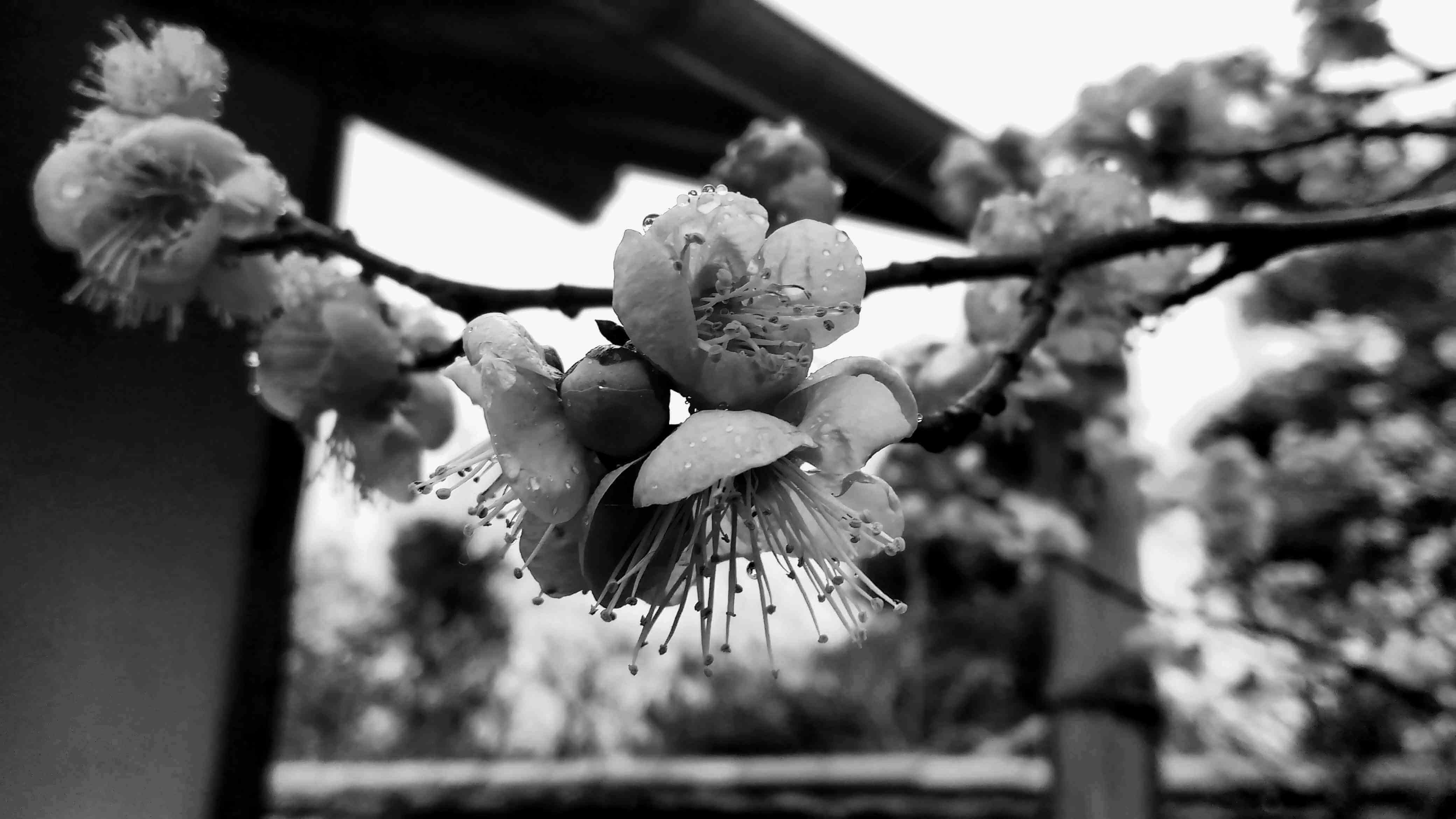 A branch of plum blossom