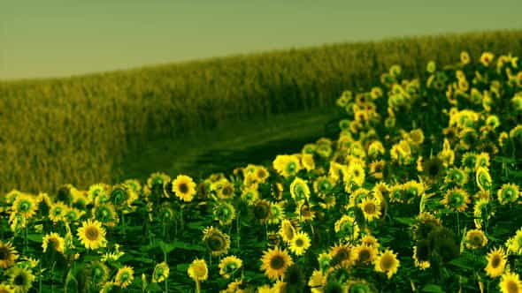 Field of Blooming Sunflowers on - VideoHive 34328656
