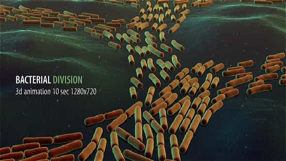 Bacterial Division - VideoHive 19206839