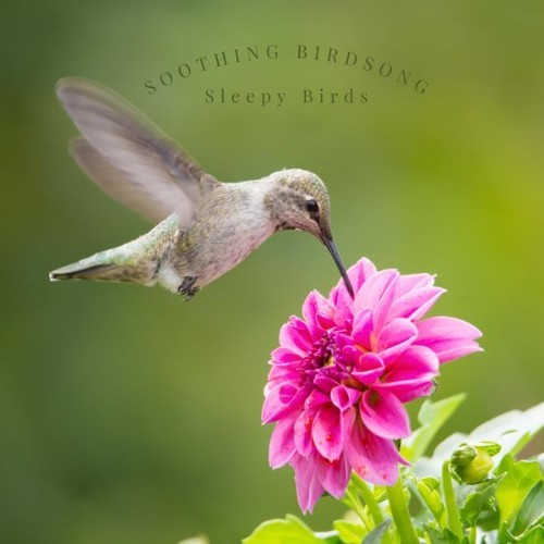 Sleepy Bird Sounds - Soothing Birdsong - 2022