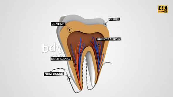 Tooth Anatomy Reveal - VideoHive 25240292