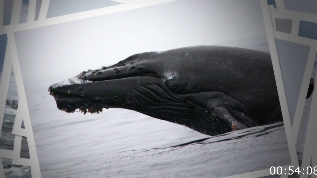 BBC Natural World 2019 Humpback Whales A Detective Story [1080p] HDTV (x265) GofZQMnx_o