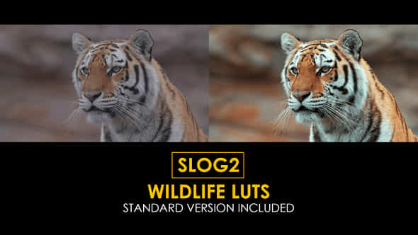 Slog2 Wildlife And Standard Color Luts - VideoHive 48914897