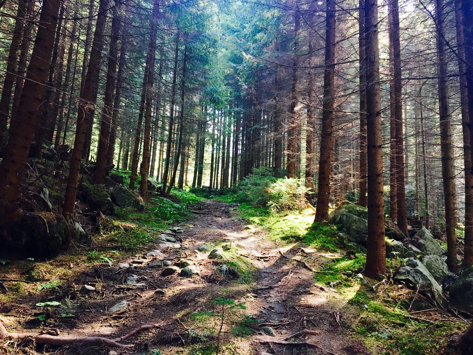 Dirt hiking trail through pine forest
