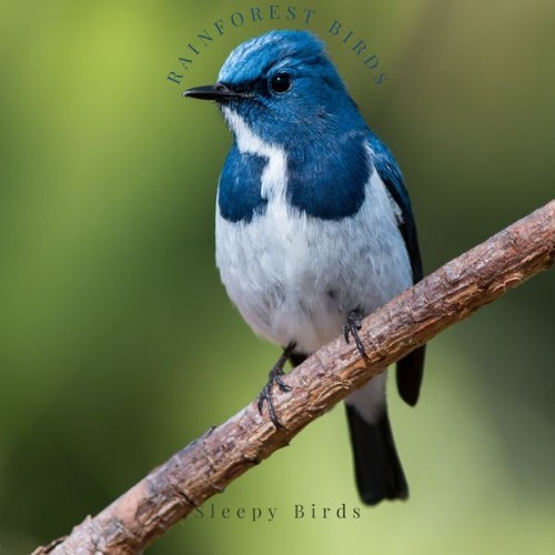 Sleepy Bird Sounds - Rainforest Birds - 2022