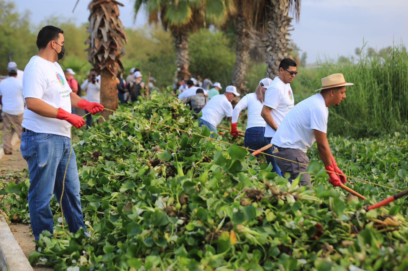 Gran jornada de limpieza de lirio en Estero de San José del Cabo –  Colectivo Pericú