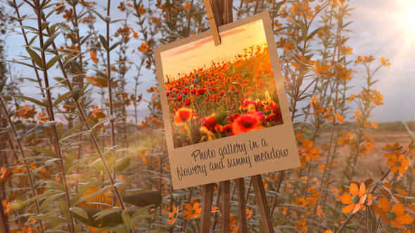 Photo Gallery in - VideoHive 43510481