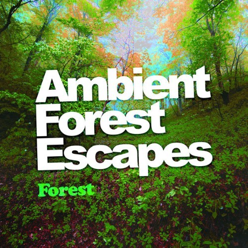 Forest - Ambient Forest Escapes - 2019