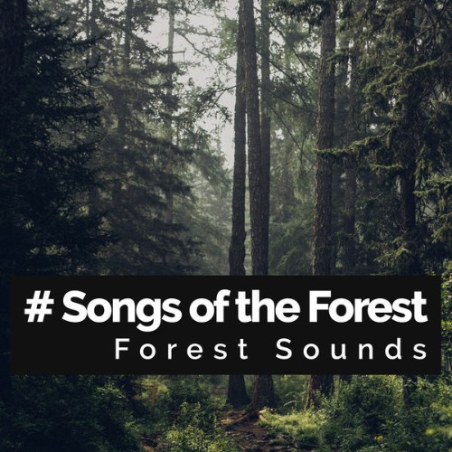 Forest Sounds - # Songs of the Forest - 2019