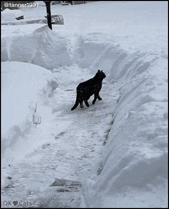 ANIMALS GIFS AND PICS 25 IeyxwqqZ_o