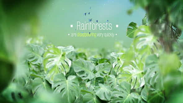 Rain Forest | Jungle Adventure - VideoHive 10520395