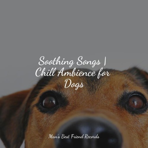 Music for Leaving Dogs Home Alone - Soothing Songs  Chill Ambience for Dogs - 2022