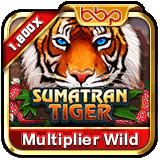 Sumatran Tiger