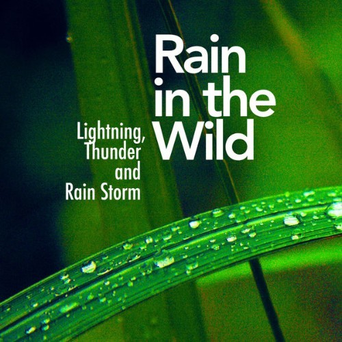 Lightning, Thunder and Rain Storm - Rain in the Wild - 2019