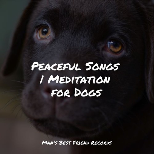 Sleeping Music For Dogs - Peaceful Songs  Meditation for Dogs - 2022