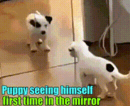 ANIMALS GIFS AND PICS dogs edition Qjxi3FNh_o