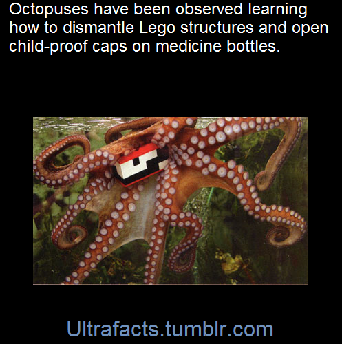 ULTRAFACTS.TUMBLR.COM 3 I5Lu5Ysk_o