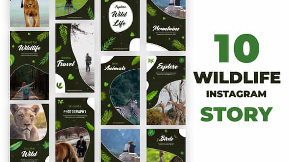 Wildlife Instagram Stories - VideoHive 35473796