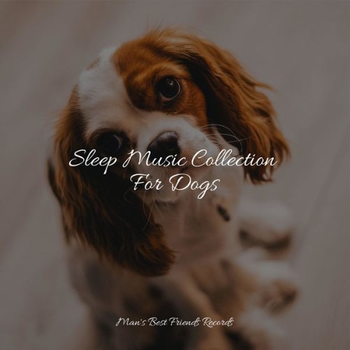 Music For Dogs - Sleep Music Collection For Dogs - 2022